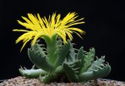 Faucaria_felina_Fairview_2.jpg