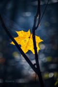 Fleeting_Gold_of_Autumn_-_Ritam_W.jpg