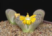 Lithops_naureniae_900pcs.jpg