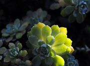 Sedum_pachyclados.JPG