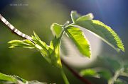 Spring_Poetry-of-Light_Ritam-W.jpg