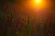 Summer_Sunset-Magic_Ritam-W-AdobeRGB.jpg