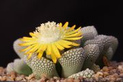 Titanopsis_luederitzii_Onverwacht_1000pcs.jpg