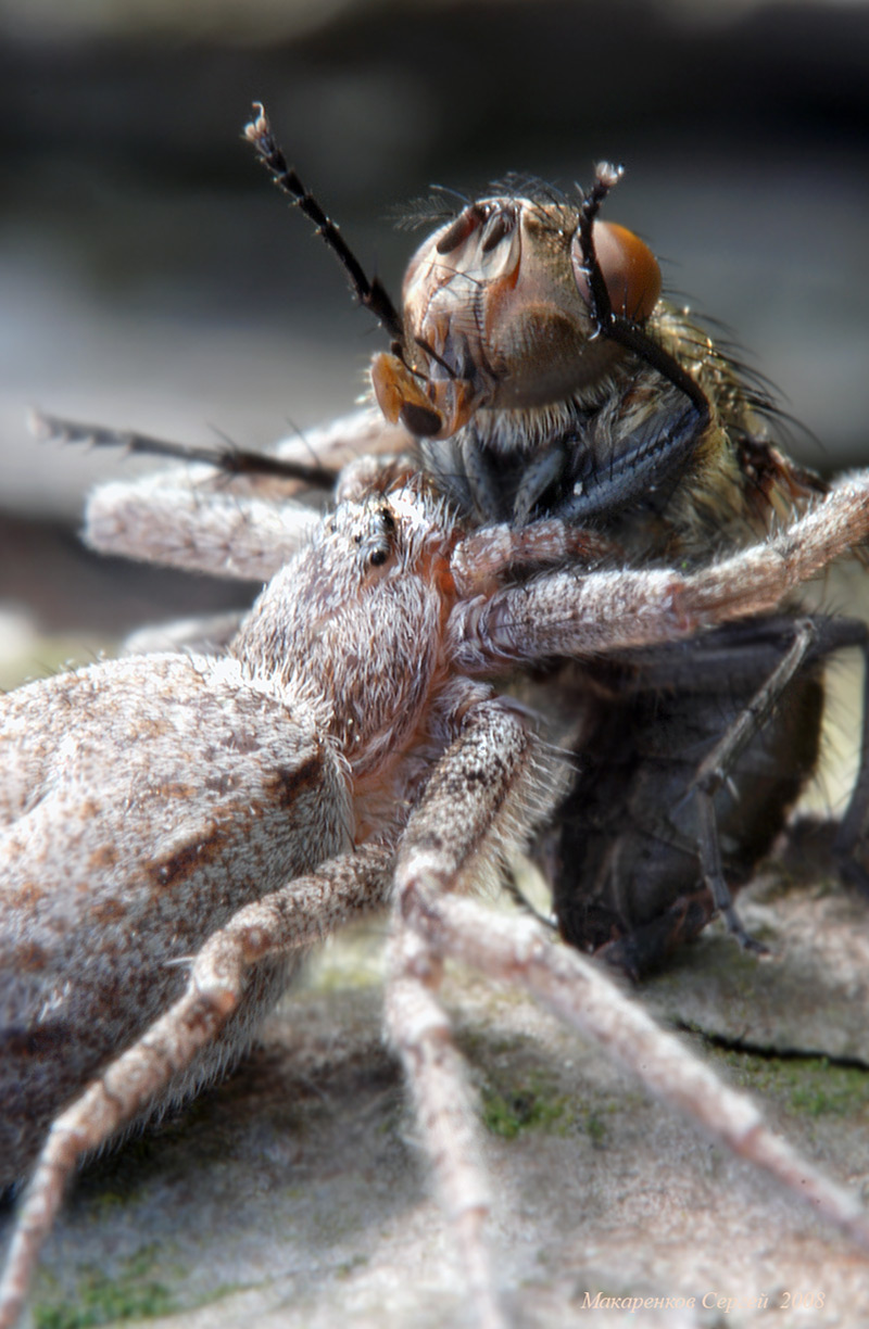 Dysdera crocata. Пауки издающие звуки. Птицеед в крыму. Тарантул паук волк. Экзотические пауки.