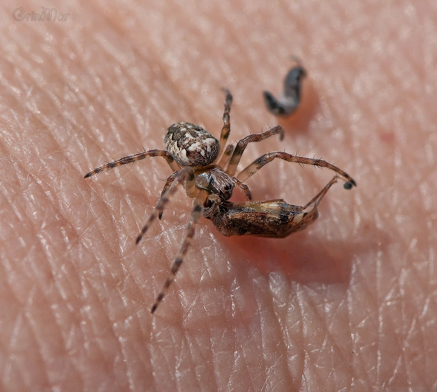 Poisonous spider stock photo. Image of arachnoid, fear - 28804428