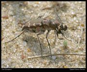 Cicindela_soluta13.jpg