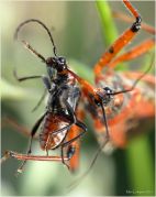 rhynocoris_punctiventris.jpg