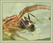 spider_ant.jpg spider_ant.jpg