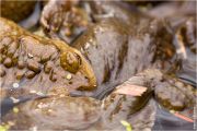 bufo-bufo-33.jpg