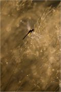 dragonfly-grass-04.jpg