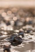 grass-frog-44.jpg