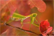 nov-mantis-20.jpg