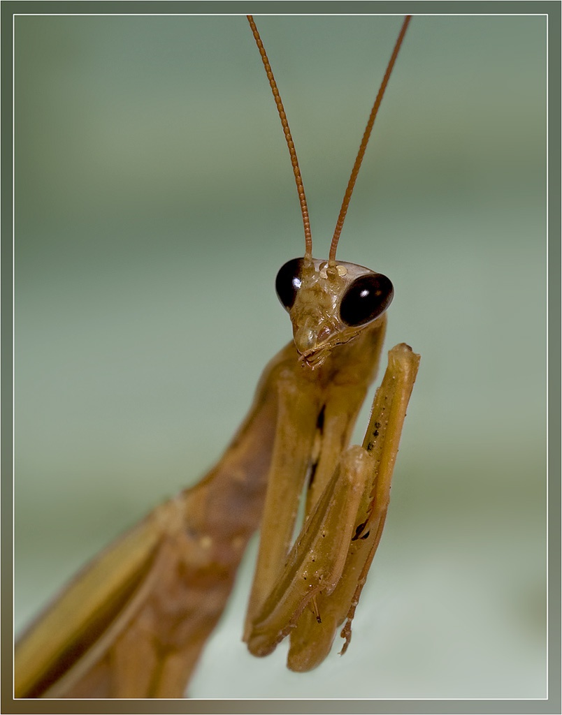 Глаза богомолов. Mantis religiosa коричневый. Виноградный богомол. Карликовый богомол. Богомол в Татарстане.
