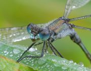 Ljutka_Driada-Lestes_dryas_2.JPG