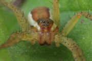 Spider---S-1-1.jpg