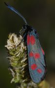 2Zygaena-filipendulae.jpg