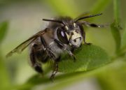 Anthophora_plumipes.jpg