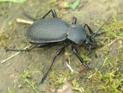 Carabus_coriaceus.jpg