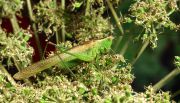 Conocephalus-discolor-male-Moscow.jpg