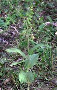 epipactis-Moscow-img.jpg