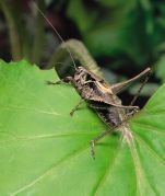 pholidoptera-griseoaptera-N2-male-Moscow.jpg