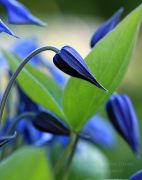 Clematis_integrifolia_42.JPG