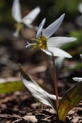 Erythronium_caucasicum_03.JPG