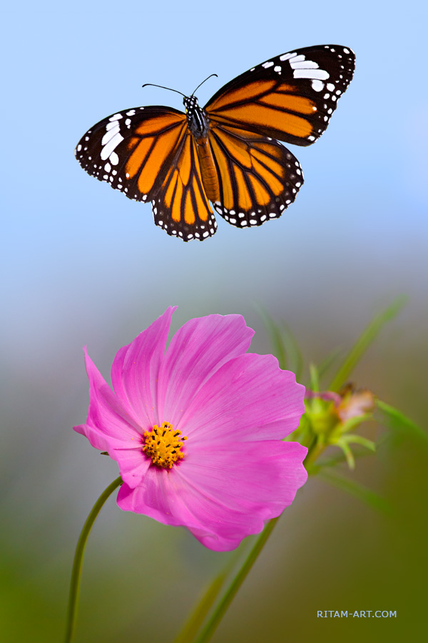 Бабочки летают вокруг. Бабочка Danaus genutia. Данаида хризипп. Бабочка над цветком. Бабочка порхает над цветком.