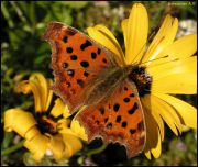 -_-_Polygonia_c-album_Linnaeus_1758_.JPG