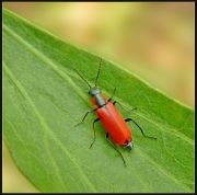 Malachius_coccineus_.JPG