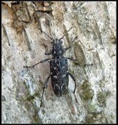 Xylotrechus_rusticus_2.JPG