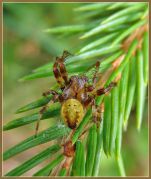 Araneus_quadratus_1.JPG