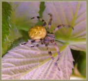 Araneus_quadratus_2.JPG