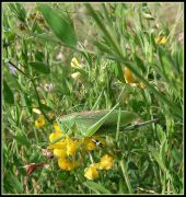 Tettigonia_cantans_1.JPG