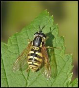 Chrysotoxum_octomaculatum_.JPG