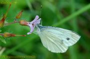 cabbage_butterfly.jpg