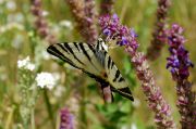 scarce_swallowtail_on_floral_meadow.jpg
