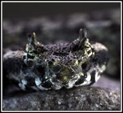 Protobothrops_cornutus_-_samec.jpg