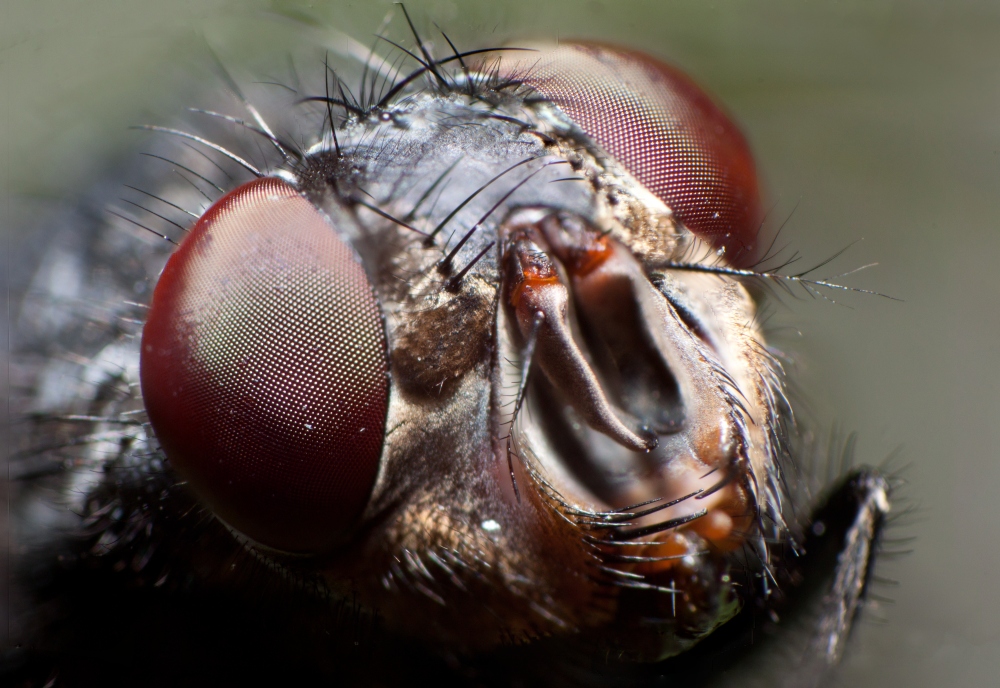 Google Image Result for http://www.sciencephoto.com/image/369818/large/Z3400546-