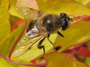 Eristalis_tenax_1024.jpg