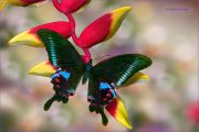A-Winged-Gem_Papilio-Arcturus-butterfly_Ritam-W.jpg