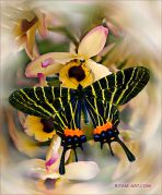 A-Winged-Glory_Bhutanitis-butterfly_Ritam-W.jpg