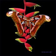 Attacus-atlas-butterfly-on-Heliconia_Ritam-W.jpg