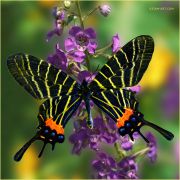 Bhutanitis-butterfly_on_Angelonia-flower_Ritam-9001.jpg