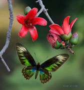 Birdwing-butterfly_Ritam-W.jpg