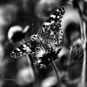 Dream-Dance_Butterfly_Ritam-W.jpg