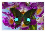 Dream_Papilio-paris-orchid_Ritam-W.jpg