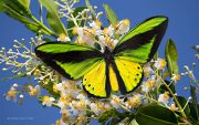 Ornithoptera-goliath-butterfly_Ritam-W.jpg