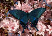 Papilio-maackii-butterfly-on-sakura-01_Ritam-W.jpg