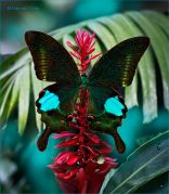 Papilio-paris-butterfly_Ritam-W.jpg